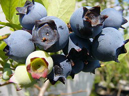 ���i�C���[�W