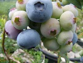 ���i�C���[�W